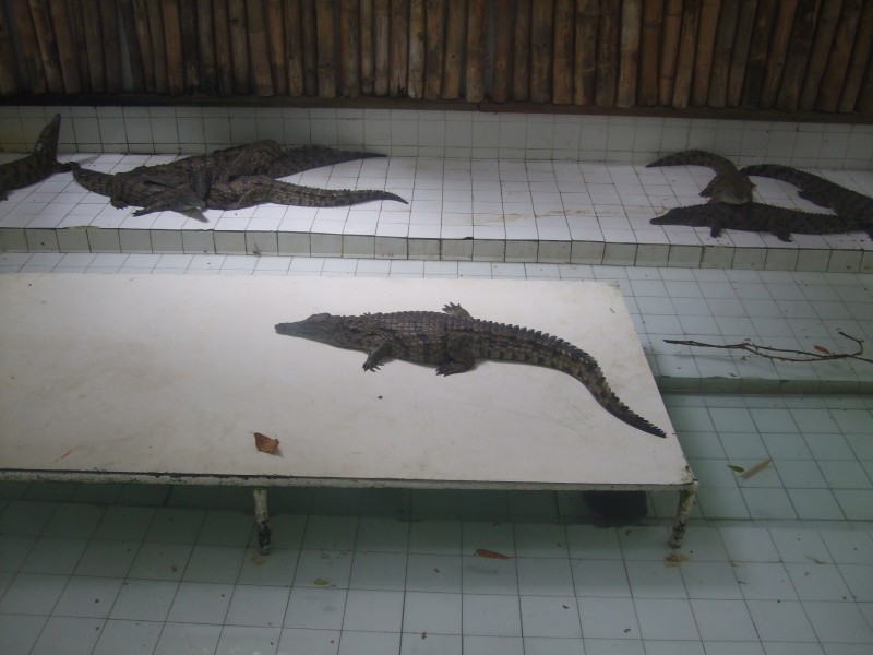 Mauritius 2010 - 0325 